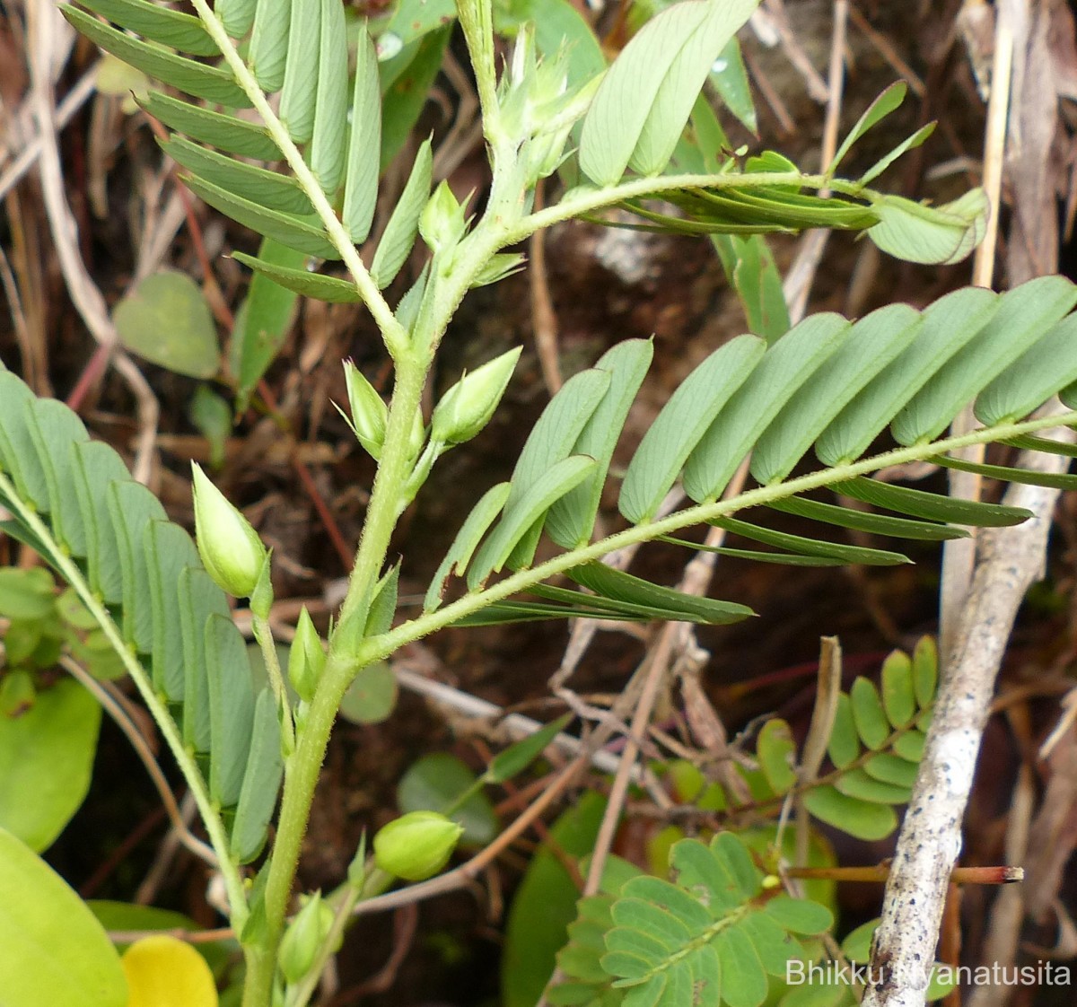 Chamaecrista kleinii (Wight & Arn.) V.Singh